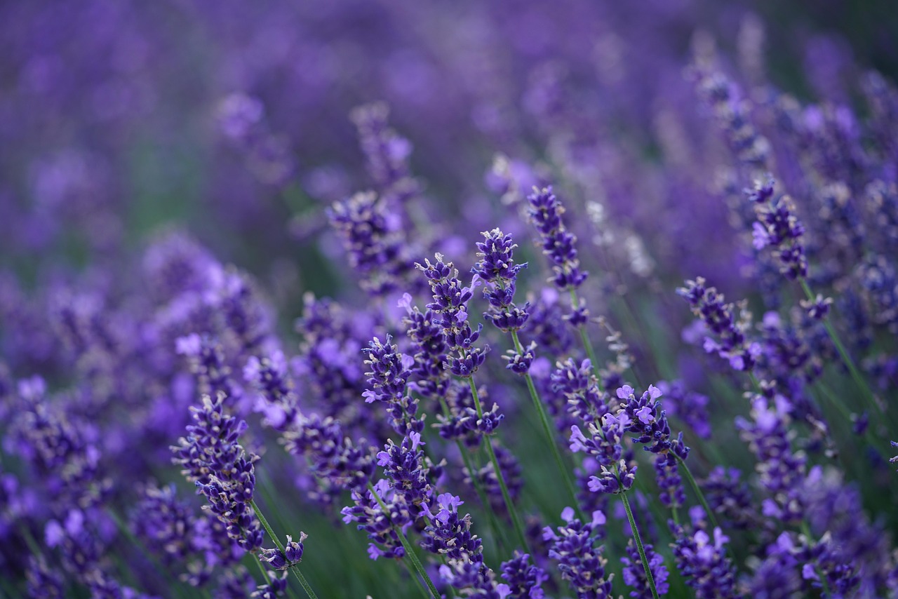 essential oils